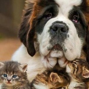 Meet your Posher, Henry